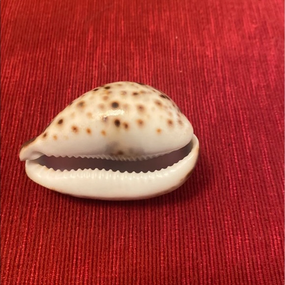 Virgo decorative beach shell - Picture 2 of 4